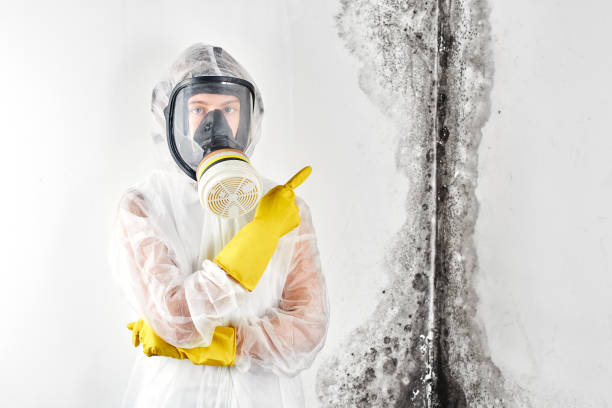 Best Emergency Mold Remediation in Kensington, CA