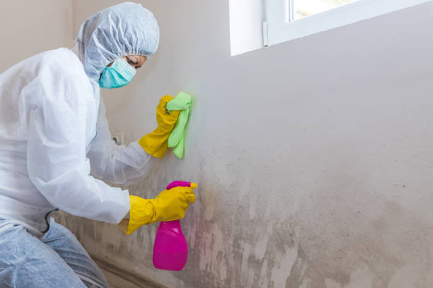 Best Biohazard Mold Removal in Kensington, CA